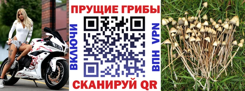 купить наркотик  площадка телеграм  Галлюциногенные грибы ЛСД  Высоцк 